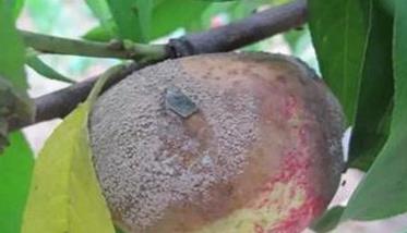 桃树褐腐病防治措施和方法（桃树褐斑病防治）