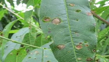 桃树细菌性穿孔病的症状及防治方法 桃树穿孔病图片 特效药