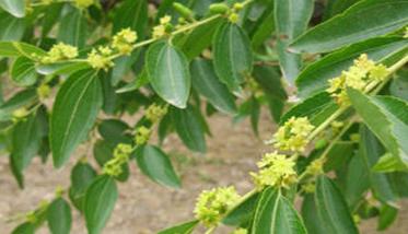 枣树花期多长时间，枣树花期对环境条件购要求