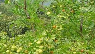枣树品种选择与配置需要从几个方面来考虑