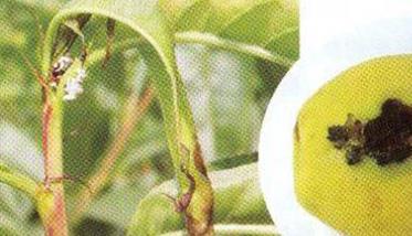 梨小食心虫的发生规律与防治方法（梨小食心虫的发生规律与防治方法有哪些）
