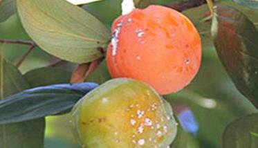 柿树白粉病用什么药，柿子白粉病的防治方法