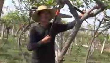 猕猴桃树幼龄树阶段如何剪枝