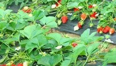 草莓管理技术要点