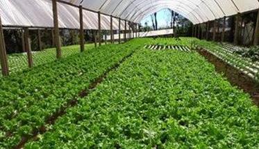 冬季大棚蔬菜管理要随机应变 大棚蔬菜种植技术主要解决了作物生长的限制因素