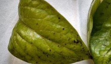 柿子角斑病原是什么，柿子角斑病怎么防治