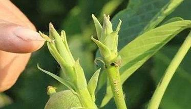 核桃雄花芽的分化时间