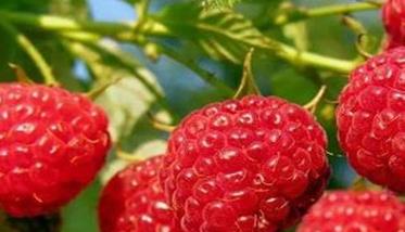 树莓怎么种植管理 树莓种植管理技术视频