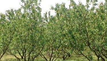 杏树栽培的园地选择和规划要求 杏树栽培的园地选择和规划要求怎么写