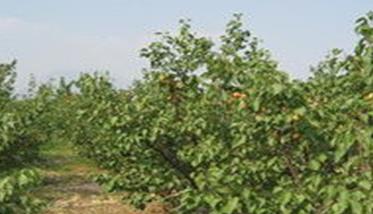 杏树灌水和排水方法