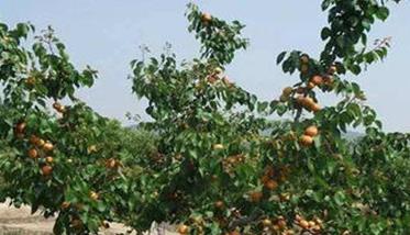 杏树的肥水管理要点
