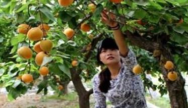 杏树栽培管理技术五步骤 刚栽的杏树怎样管理