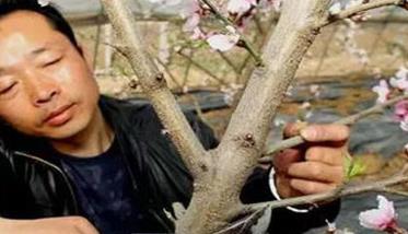 大棚桃树的种植方法和管理技术的五个关键点