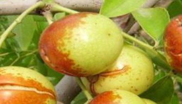 枣树裂果的一般规律