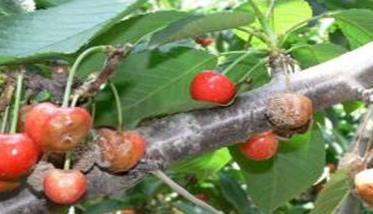 甜樱桃病虫害有哪些 樱桃的病虫害有哪些?
