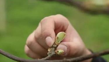 枣树抹芽的时期与方法