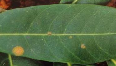 荔枝藻斑病病原是什么 荔枝叶斑病怎样治