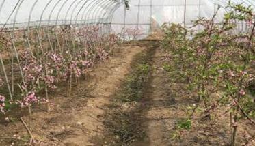 水蜜桃大棚种植技术 水蜜桃种植基地