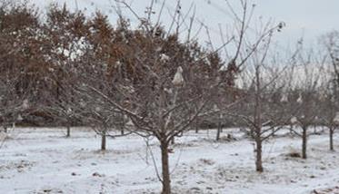 苹果树冻害症状有哪些 苹果树冻死是什么症状