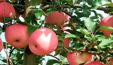 烟台苹果几月份成熟 吃苹果的好处有哪些