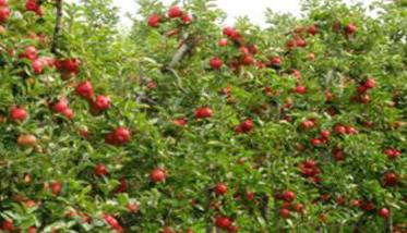 苹果矮化栽培技术的优点是什么、有哪些好处
