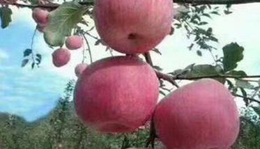 富士苹果为什么叫富士 为什么要发展短枝型品种