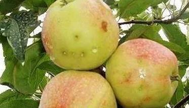 苹果树虫害及其防治方法（苹果树常见病虫害及防治方法）