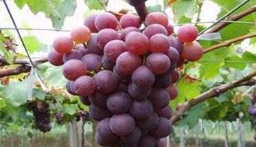 葡萄生产对自然环境条件有哪些要求（葡萄生产对自然环境条件有哪些要求呢）