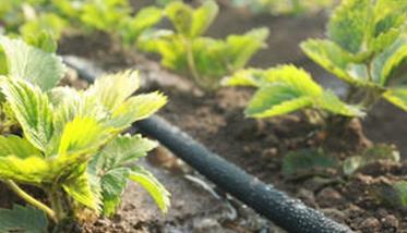 草莓施肥时间和方法 草莓花期施什么肥最好