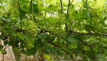 个人家庭怎样栽培葡萄的方法 家庭种植葡萄的方法