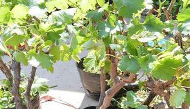 盆栽葡萄越冬前的整形修剪