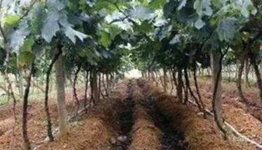 种植葡萄用什么肥最好
