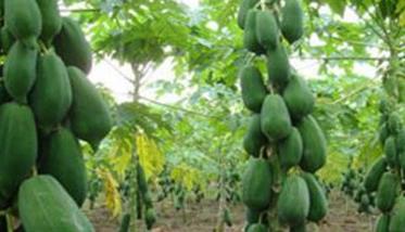 番木瓜种植条件简介 番木瓜的种植方法和管理