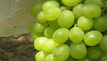 极早熟葡萄品种有哪些