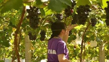 夏黑葡萄种植的架式选择