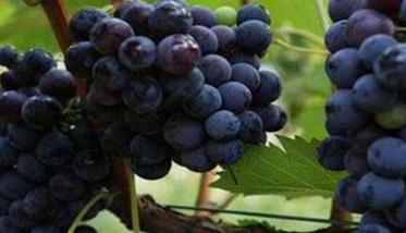 夏黑葡萄如何种植能高产