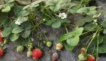 草莓病虫害的发生与防治