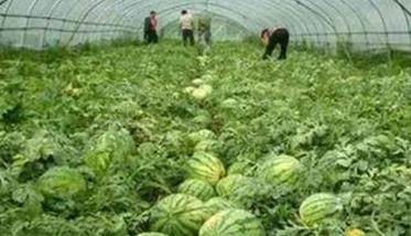 西瓜的种植时间 西瓜的种植时间和管理方法