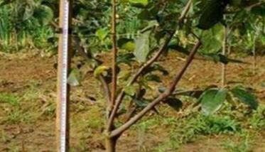 柿树种植时间与方法 柿树栽植时间与管理技术