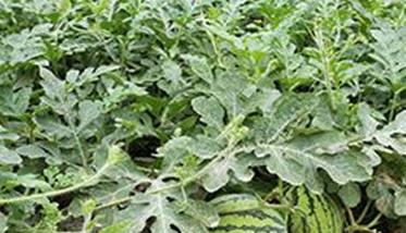 露地西瓜种植技术要点及其田间管理措施