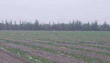 哈密瓜种植管理技术的几个关键步骤 哈密瓜种植管理方法