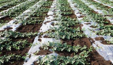西瓜的栽培技术简要介绍 西瓜的栽培技术要点