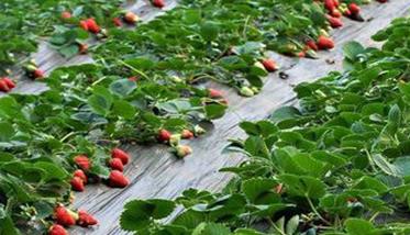 草莓的花芽分化期