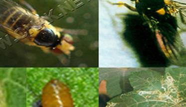 种植西瓜如何防治美洲斑潜蝇和蚜虫（西瓜防治病虫害）