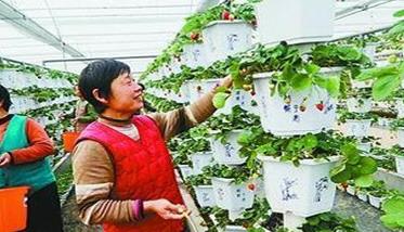 盆栽草莓种植：盆栽草莓立体种植技术