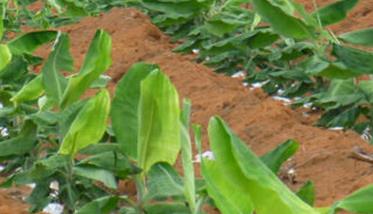 香蕉施肥技术要点 香蕉施肥技术要点和方法
