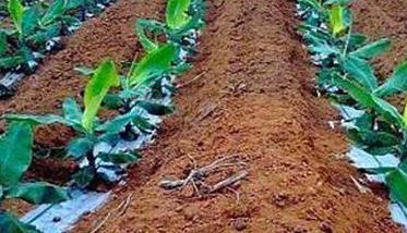 香蕉无公害标准化栽培方法 无土栽培香蕉