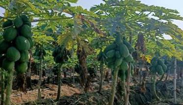 木瓜种植方法与田间管理要点 木瓜种植技术与栽培管理大全