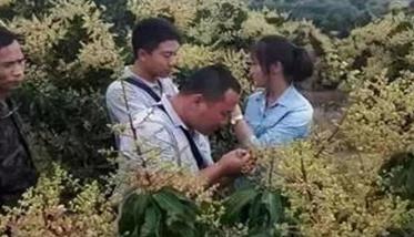 四季芒果可人为地进行花期调节