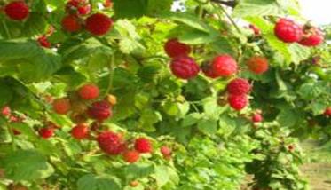 树莓的生产习性 树莓的生长特性